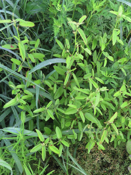 Host Plant for Checkered-Skipper